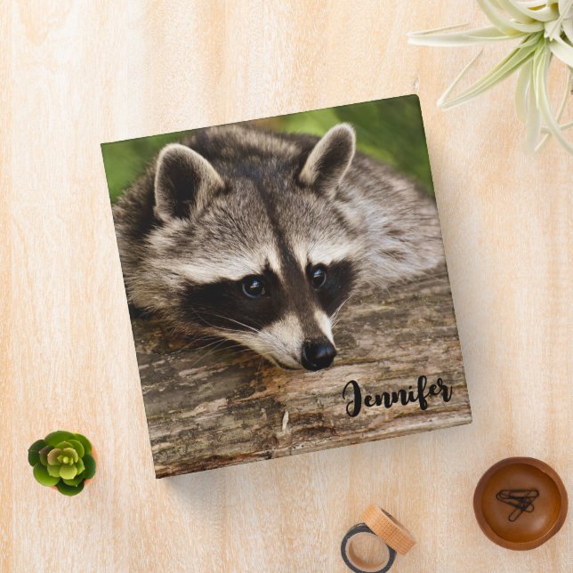 Cute Raccoon Resting on a Log Binder (In Situ)