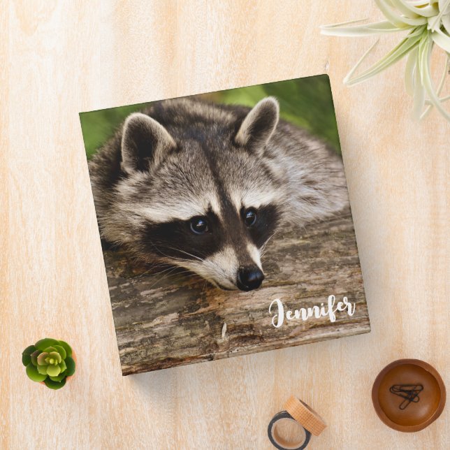 Cute Raccoon Resting on a Log Binder (In Situ)