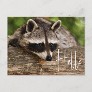 Cute Raccoon Resting on a Log - Hello Postcard