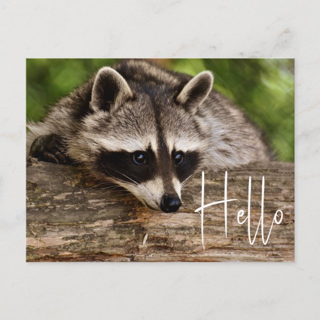 Cute Raccoon Resting on a Log - Hello Postcard (Front)