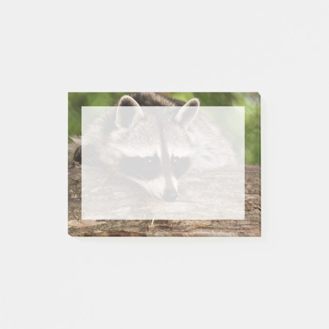 Cute Raccoon Resting on a Log Post-it Notes (Front)