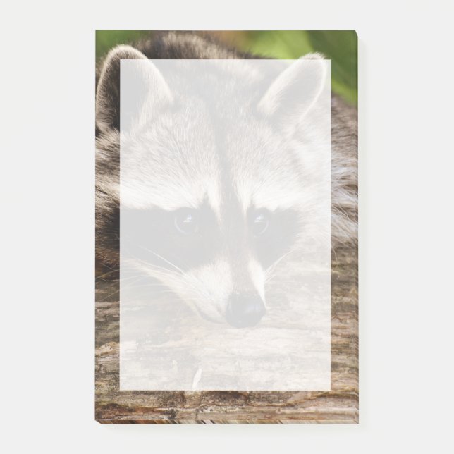 Cute Raccoon Resting on a Log Post-it Notes (Front)