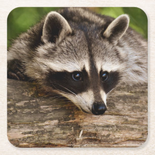 Cute Raccoon Resting on a Log Square Paper Coaster