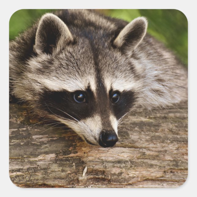 Cute Raccoon Resting on a Log Square Sticker (Front)