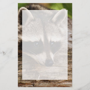Cute Raccoon Resting on a Log Stationery
