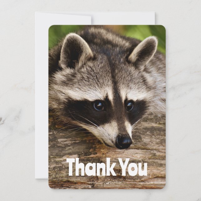Cute Raccoon Resting on a Log Thank You (Front)