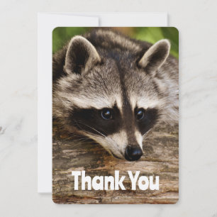 Cute Raccoon Resting on a Log Thank You
