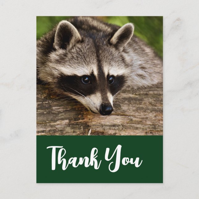 Cute Raccoon Resting on a Log Thank You Postcard (Front)