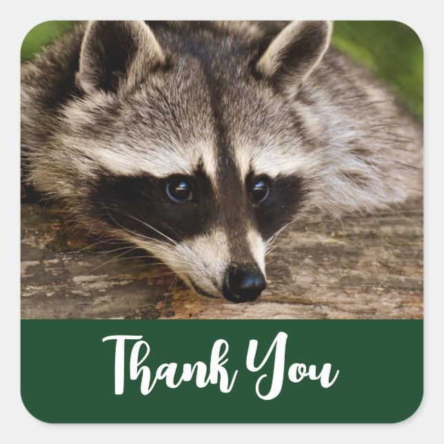 Cute Raccoon Resting on a Log Thank You Square Sticker (Front)