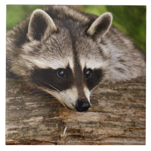 Cute Raccoon Resting on a Log Tile