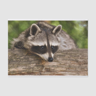 Cute Raccoon Resting on a Log Tissue Paper