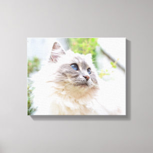 Cute Ragdoll Cat Canvas