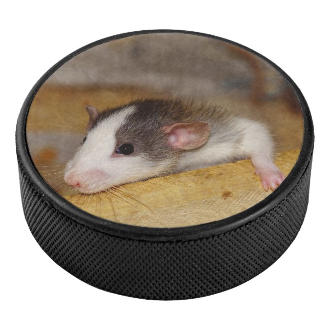 Cute rat (3/4/2016 12:00:00 AM)