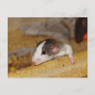 Cute Rat Postcard