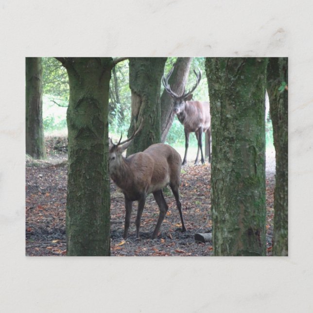 Cute Red Deer DIY Postcard (Front)