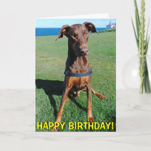 Cute red doberman birthday card