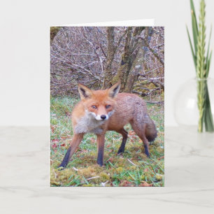 Cute Red Fox Greeting Card Add Text
