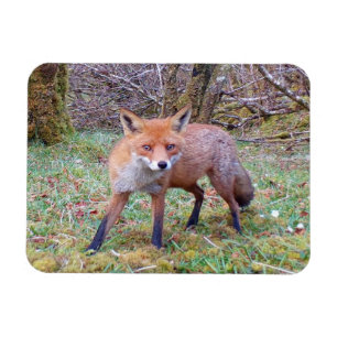 Cute Red Fox Horizontal Dry Erase Sheet Magnet
