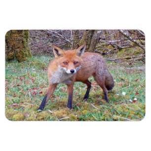 Cute Red Fox Horizontal Flexi Photo Magnet