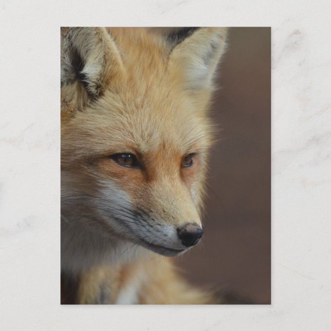 Cute Red Fox Postcard (Front)