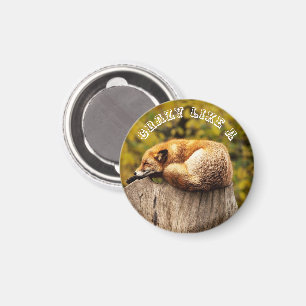 Cute Red Fox Resting on Tree Stump Magnet