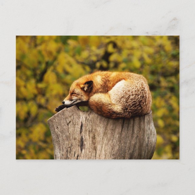 Cute Red Fox Resting on Tree Stump Postcard (Front)