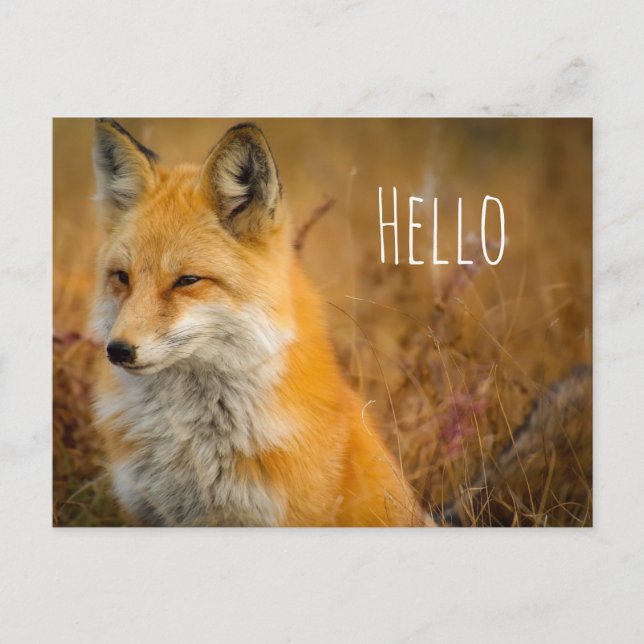 Cute Red Fox Wilderness Nature Photography Postcard (Front)