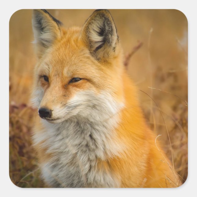Cute Red Fox Wilderness Nature Photography Square Sticker (Front)