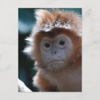 Cute Red Langur Monkey