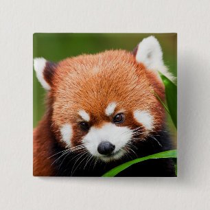 Cute Red Panda 2 Inch Square Button