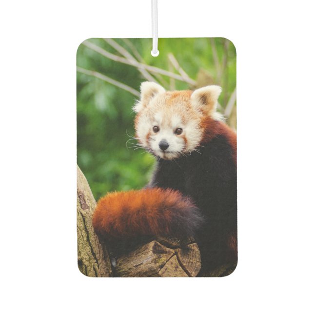 Cute Red Panda Bear Air Freshener (Front)