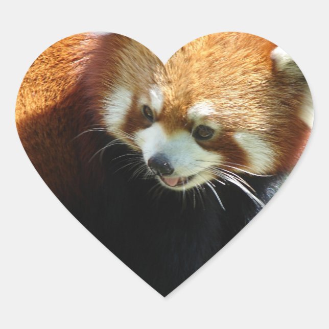 Cute Red Panda Bear Stickers (Front)