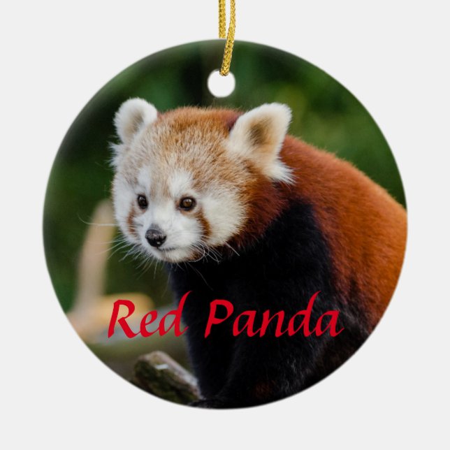 Cute Red Panda Fire Fox Ceramic Ornament (Front)