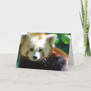 Cute Red Panda Greeting Cards