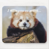 Cute Red Panda Miss You So Much 