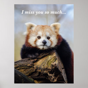 Cute Red Panda Miss You So Much  Poster