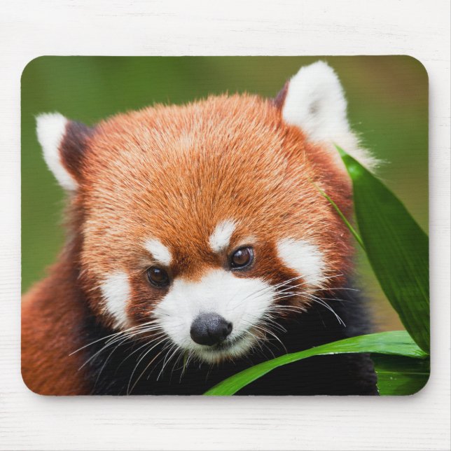 Cute Red Panda Mouse Pad (Front)