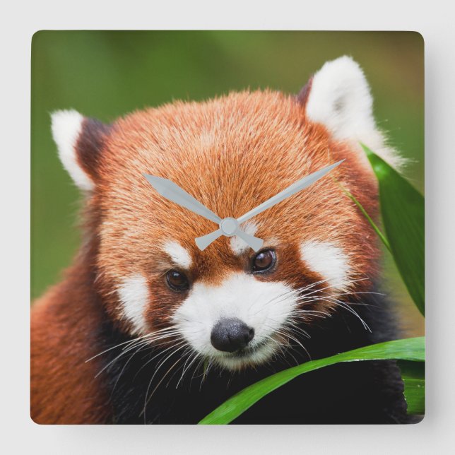 Cute Red Panda Square Wall Clock (Front)