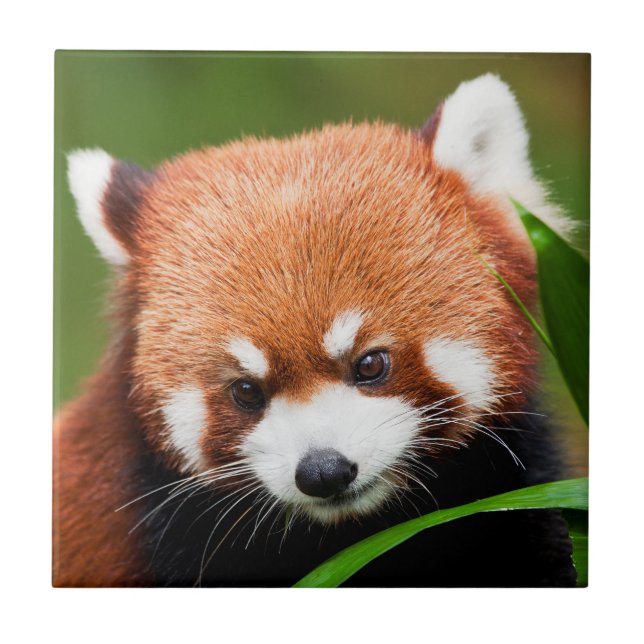 Cute Red Panda Tile (Front)