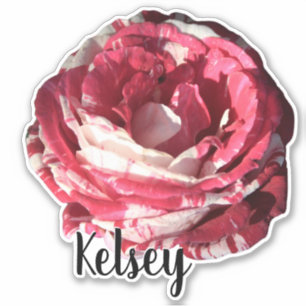 Cute Red Rose Monogram Name Flower Nature Plants