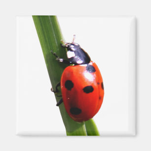 Cute Red Spotted Ladybug Magnet