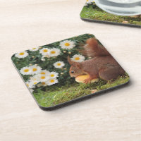 Cute Red Squirrel and Daisies