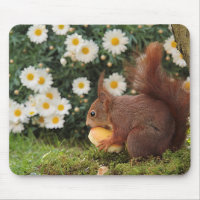 Cute Red Squirrel and Daisies Photo