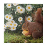Cute Red Squirrel Daisies Ceramic Tile<br><div class="desc">Red squirrel munching into a mushroom against a background of daisies.</div>