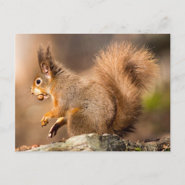Cute Red Squirrel gathering nuts Postcard (Front)