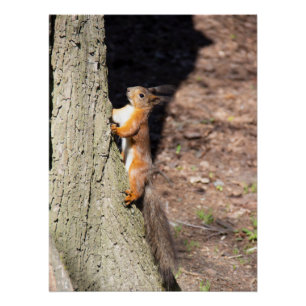 Cute red squirrel on a tree poster