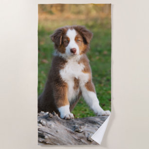 Cute Red Tri Australian Shepherd Dog Puppy Photo / Beach Towel