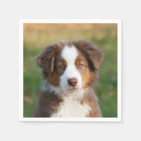 Cute Red Tri Australian Shepherd Dog Puppy Photo -