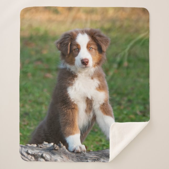 Cute Red Tri Australian Shepherd Dog Puppy Photo . Sherpa Blanket (Front)
