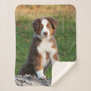 Cute Red Tri Australian Shepherd Dog Puppy Photo Sherpa Blanket